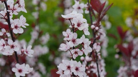 How and when to plant flowering trees. 7 Small Flowering Trees for Small Spaces | Arbor Day Blog