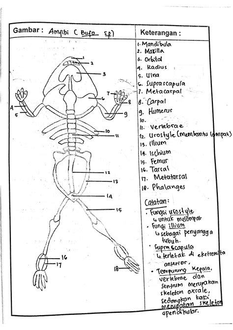 Solution Laporan Praktikum Anatomi Hewan Skeleton Studypool