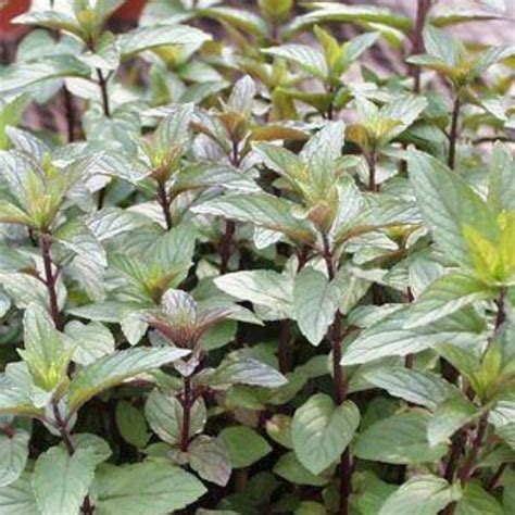 Chocolate Mint Plant Plant Addicts