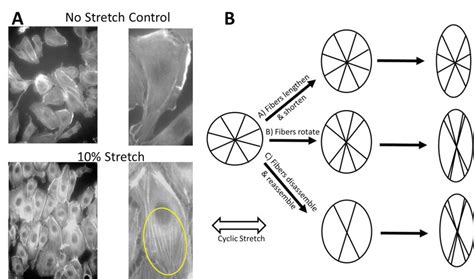 Cellular Morphological Response To Applied Mechanical Cyclic Stretch