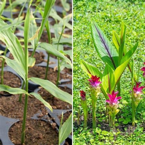 The Top 10 Companion Plants For Ginger And Turmeric Couch To Homestead