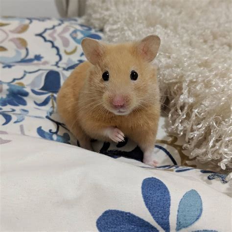 Beautiful Syrian Hamster かわいいハムスター ハムスター 動物