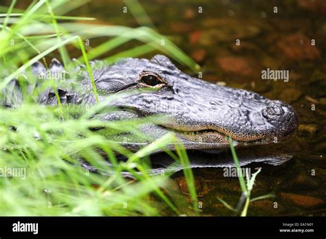 Zoology Alligator Hi Res Stock Photography And Images Alamy