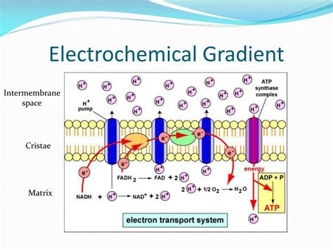 Ppt Electron Transport Chain And Chemiosmosis Powerpoint Presentation