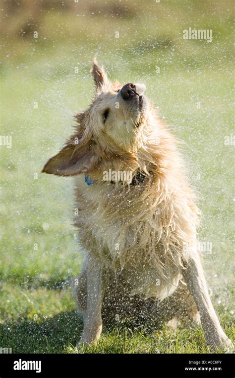Golden Retriever Shaking Off Water At Pool Stock Photo Alamy