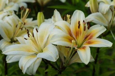 That is when an oregon soldier brought back a collection of the beautiful hybrid bulbs and gave them as gifts to planting outdoors. Dividing Easter Lilies | ThriftyFun