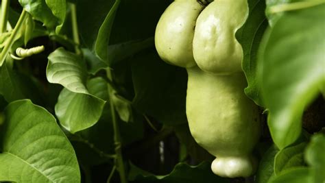 Phallic Shaped Nt Passionfruit Catches The Eye For Valentines Day Nt