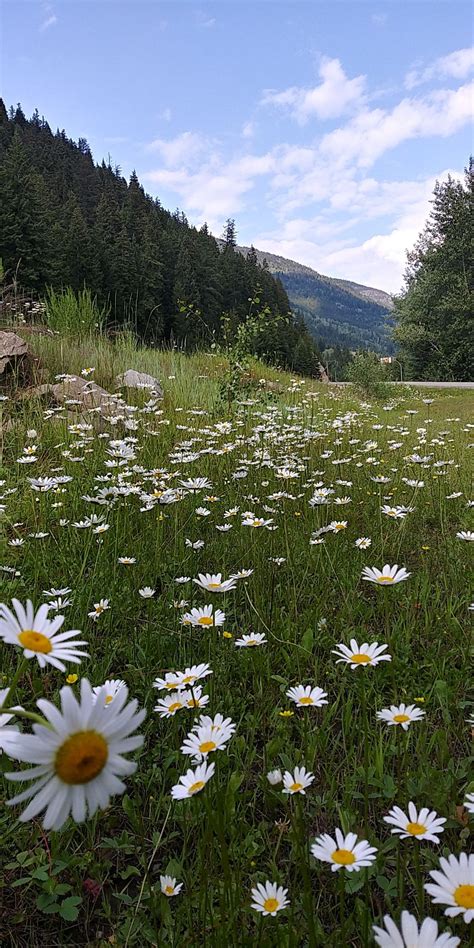 Nature Aesthetic Flower Aesthetic Green Aesthetic Beautiful