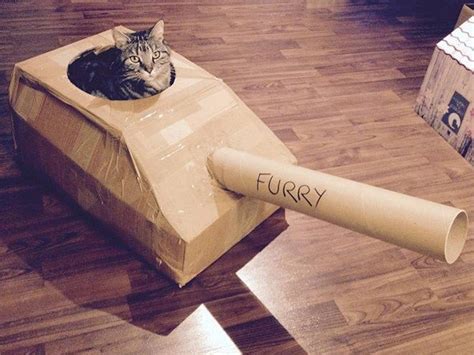 Cats In Cardboard Tanks Want To Take Over The World Cutesypooh