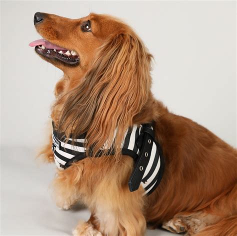 Dachshund Step In Dog Harness Striped Dachshund Harness Etsy
