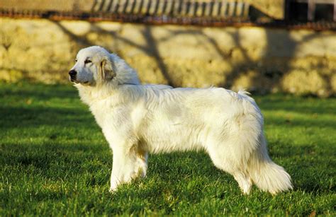 Facts About Great Pyrenees