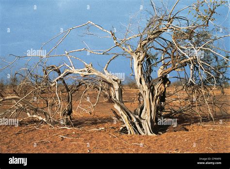 Africa Sahel Effects Of Drought Stock Photo Alamy