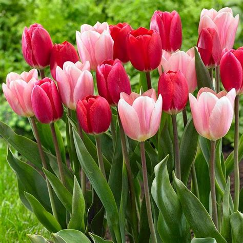 Tulip Rosy Delight And Tulip Apricot Delight Spring Blooming