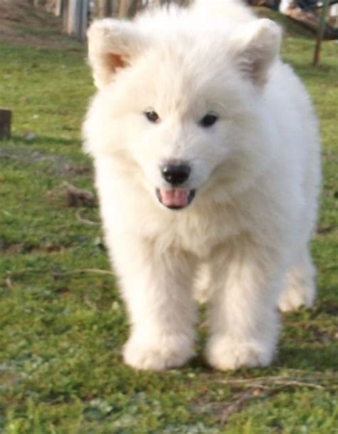 White Alaskan Malamute Pure White Alaskan Malamute Puppies For Sale
