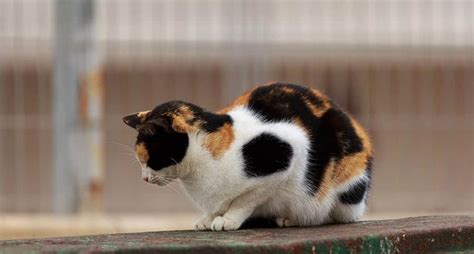 125 Unique Calico Cat Names Based On Patterns