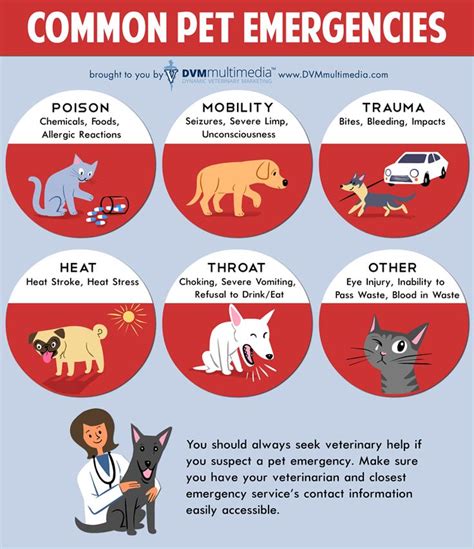 21 Best Images About Pet Safety Infographics On Pinterest