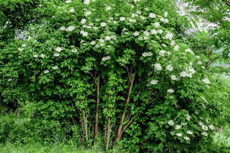 How To Grow And Care For American Elderberry