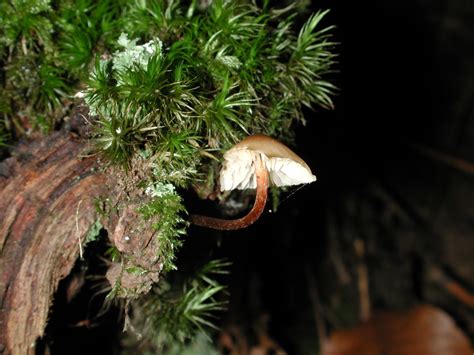 Free Picture Nature Wood Mushroom Plant Moss Night Fungus