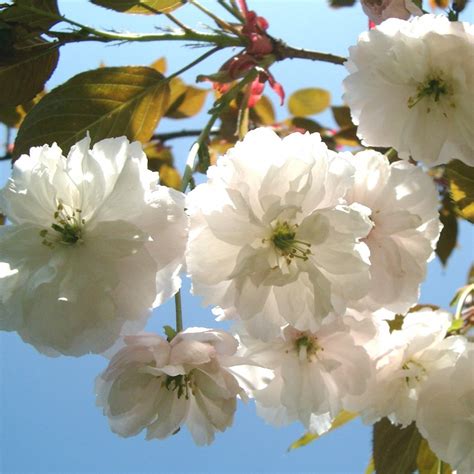 Prunus Fragrant Cloud Prunus Shizuka Buy Flowering Cherry Trees