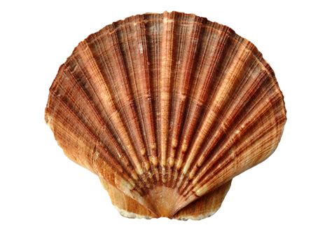 Ocean Clam Shell Free Stock Photo Public Domain Pictures