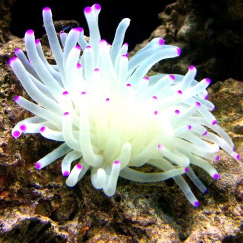 My Purple Tip Anemone Beautiful Sea Creatures Ocean Creatures Ocean