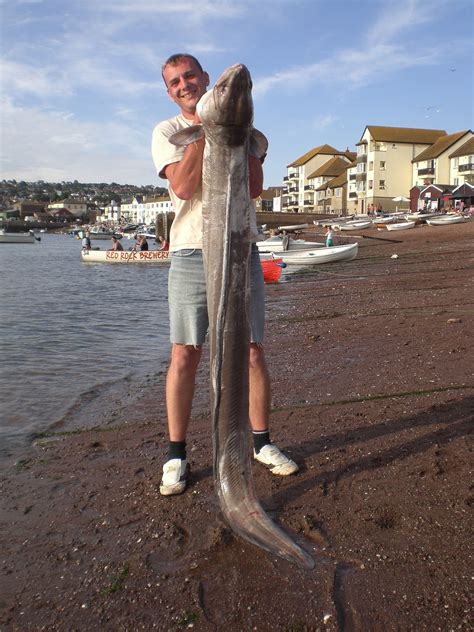 Big Fishes Of The World Conger Eel Conger Conger