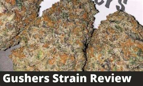 Gushers Strain Review And Grow Info Greenbudguru