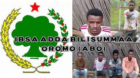 Ibsa Adda Bilisummaa Oromo Abostatement Of The Oromo Liberation