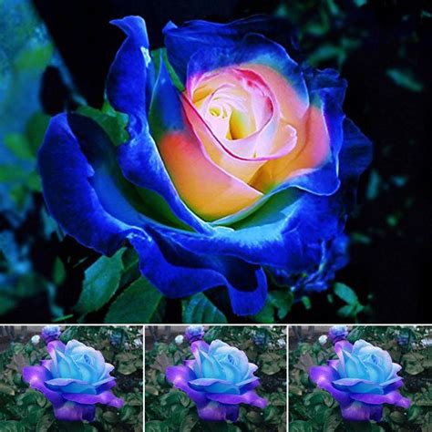 50pcs Rare Roses Plant Seeds Garden Potted Rose Flowers See Shopee