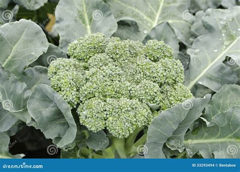 Fresh Broccoli Close Up Stock Photo Image Of Growth 33293494