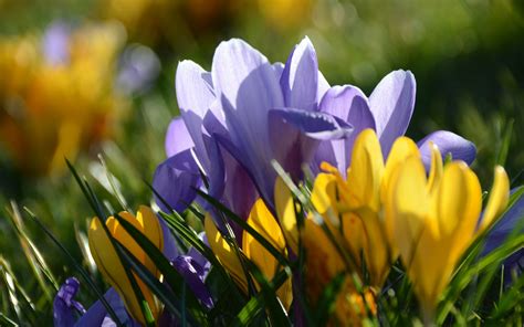Download Wallpaper 2560x1600 Yellow Purple Crocus Flowers Spring