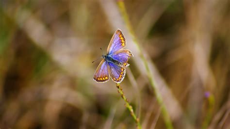 Purple And Yellow Butterfly Butterfly Insect Hd Wallpaper Wallpaper