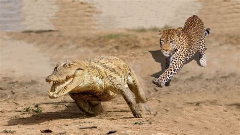 Discovery Nature: Jaguar Hunting Crocodile While Sleeping - YouTube