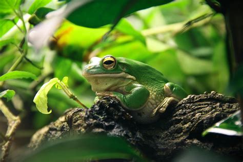 Download Amphibian Green Frog Animal White Lipped Tree Frog 4k Ultra Hd