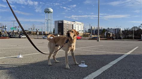 Milwaukee Dogs Gone Wild Hilarious Pet Pics To Brighten Your Day