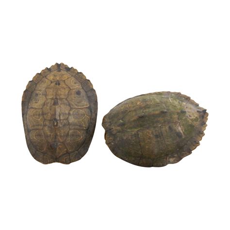 Map Turtle Shells - A Pair | Map turtle, Turtle, Turtle shell
