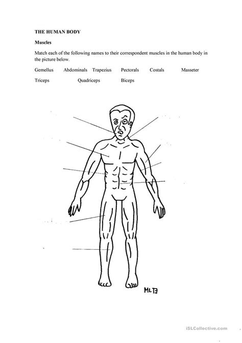 Most skeletal muscles are attached to two bones across a joint, so the muscle serves to move parts of those bones closer to each other, according to the merck manual. The Human Body: Muscles worksheet - Free ESL printable ...