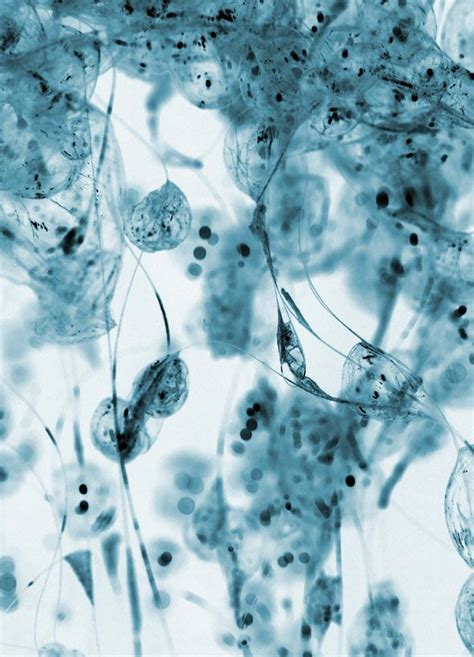 Cell A Microscopic Vision By Tomoya Matsuura Bubble Art Art
