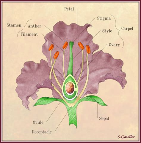 Awesome Rose Flower Anatomy 15