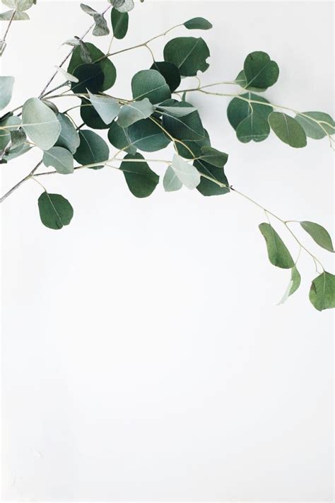 Green Leafed Plant With White Background White Iphone Background