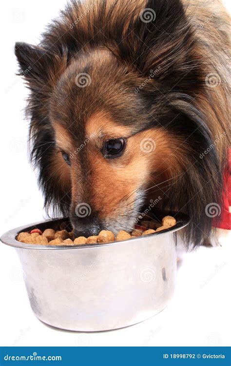 Dog Eating Food From A Bowl Stock Photo Image Of Sheepdog Bits 18998792