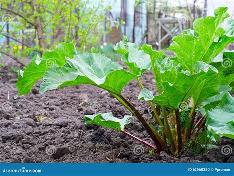 Green Rhubarb Horizontal Stock Photo Image Of Plant 62960350