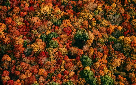 Download Wallpaper 2560x1600 Forest Aerial View Trees Autumn
