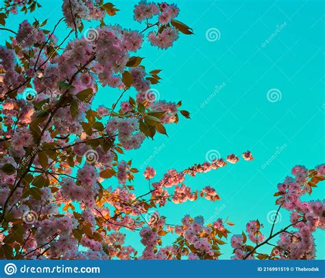 Cherry Blossom Flowers In Bloom With Blue Background Stock Image