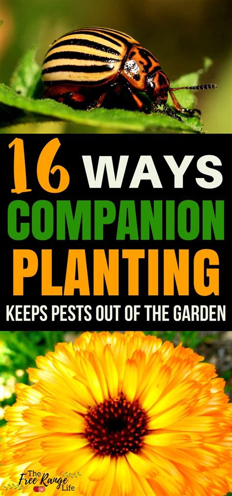 Some attract insects that would otherwise attack other plants,and some are attracted to trees and bushes that in turn attract birds that catch flying insects. 16 Ways to Use Companion Planting for Pest Control ...