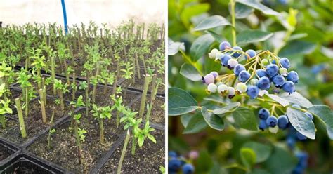 How To Grow Blueberries From Cuttings