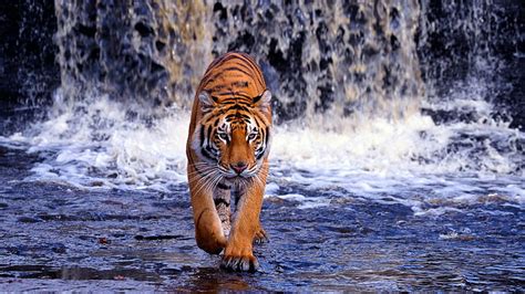 Water Animals Tigers Bengal Tigers Waterfalls Nature Water Hd Art