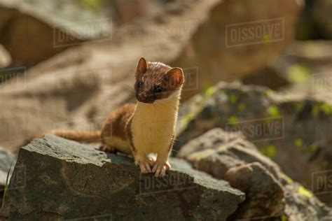 Usa Colorado San Juan Mountains Short Tailed Weasel In Summer Fur