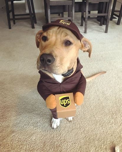 Wags Dog Halloween Costume Contest Lets You Vote On The Cutest Pups