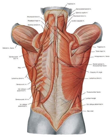 While muscles like the gluteals (in the thighs) are used any time we walk or climb a step, deep back muscles and abdominal muscles are usually not actively engaged during everyday activity. Diagram Back Muscles Human Muscle Diagram Labeled The Back ...